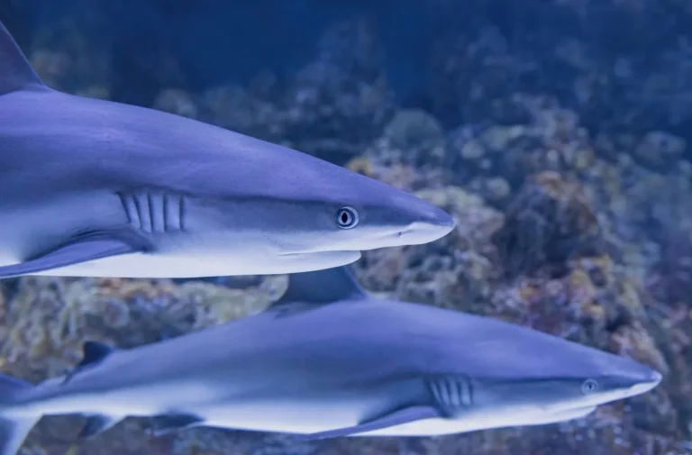 En la foto, tiburones