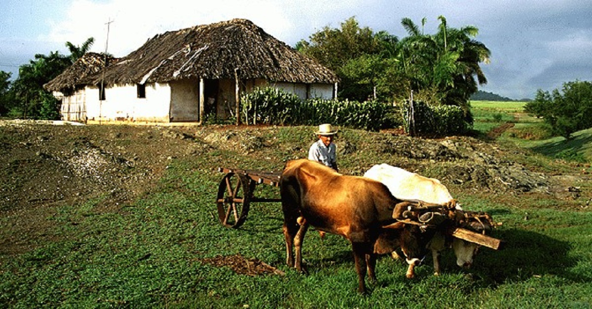 En la foto, un campesino cubano con una yunta de bueyes