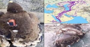 En la foto, imágenes del águila y su recorrido