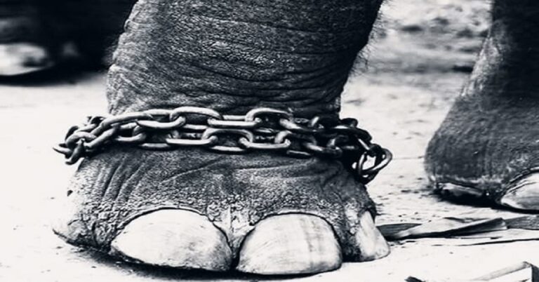 En la foto, la pata de un elefante atada por una cadena
