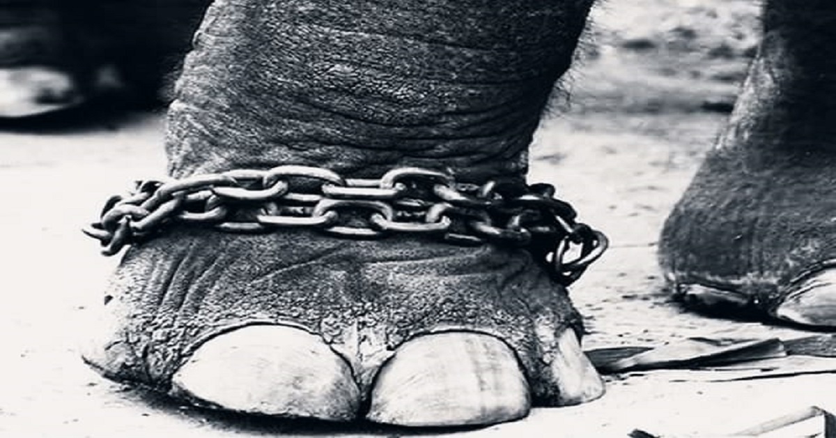 En la foto, la pata de un elefante atada por una cadena