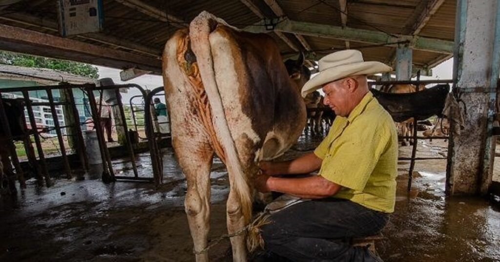 En la foto, un hombre ordeña una vaca en Cuba