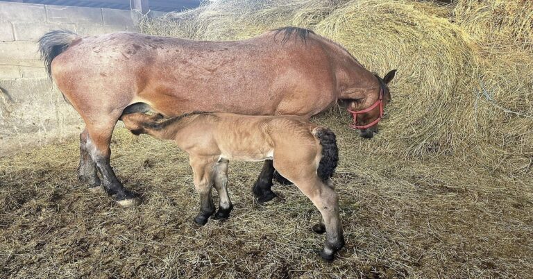 En la foto, una yegua con su potrillo