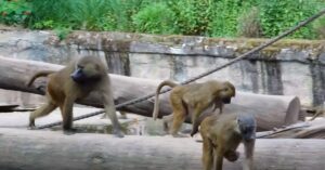 Babuinos en el zoo de Núremberg, Alemania