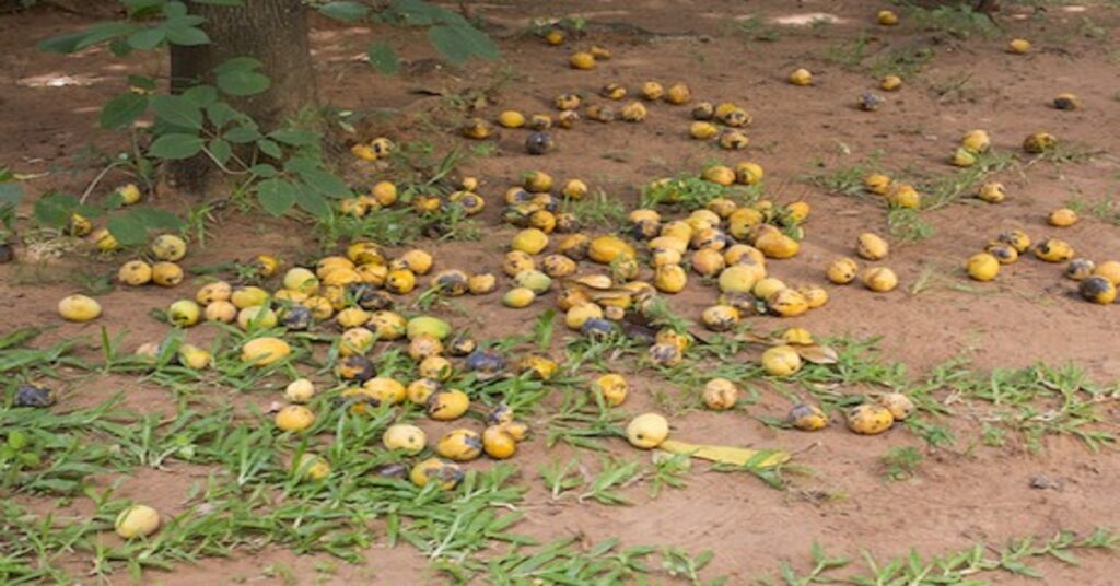 Pan de Piedra: Lo que el viento se llevó 5 En la foto, mangos en el piso