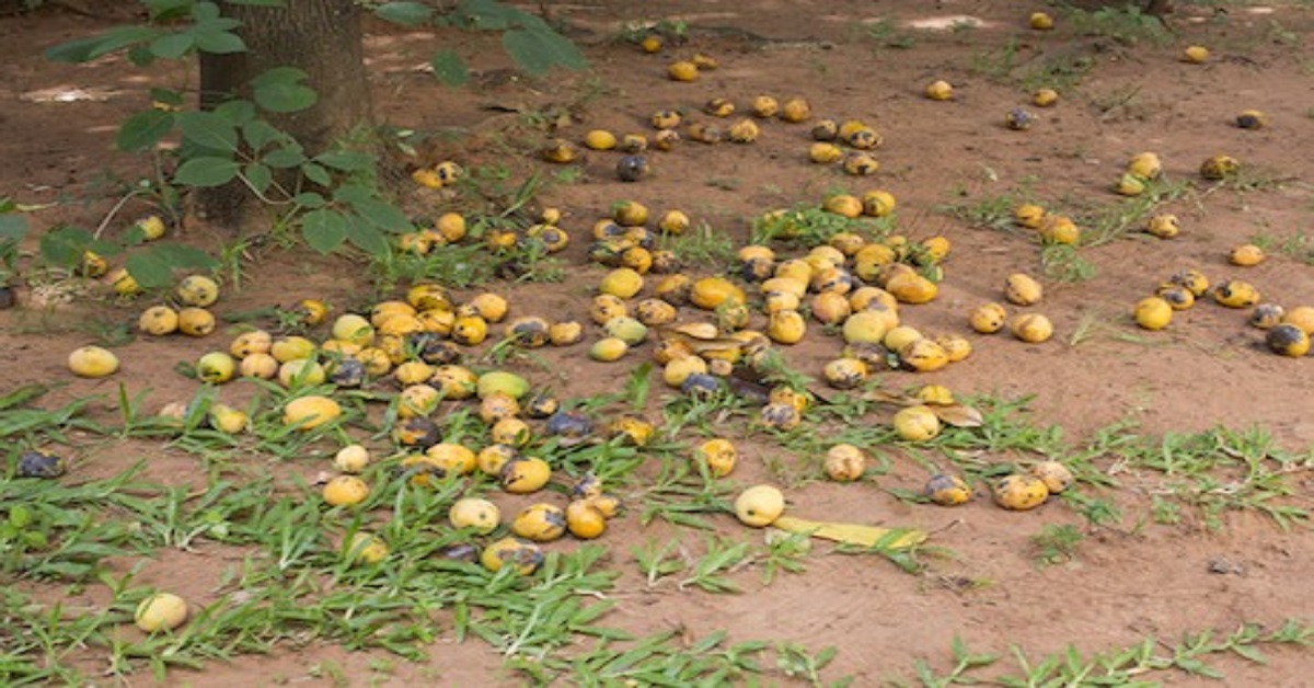 En la foto, mangos en el piso