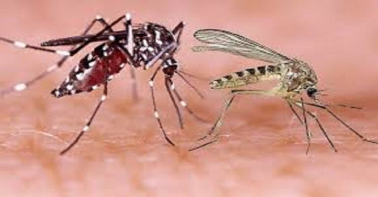 En la foto, mosquitos