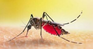 En la foto, un mosquito