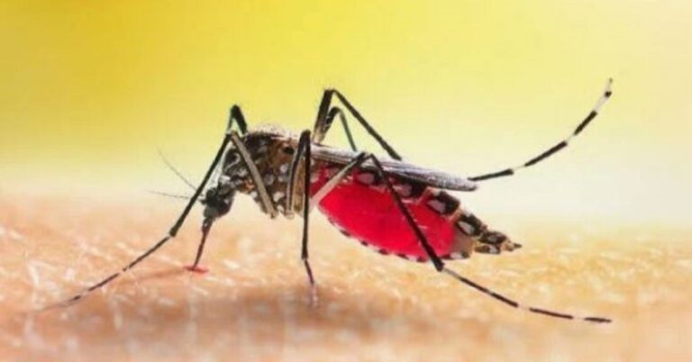 En la foto, un mosquito