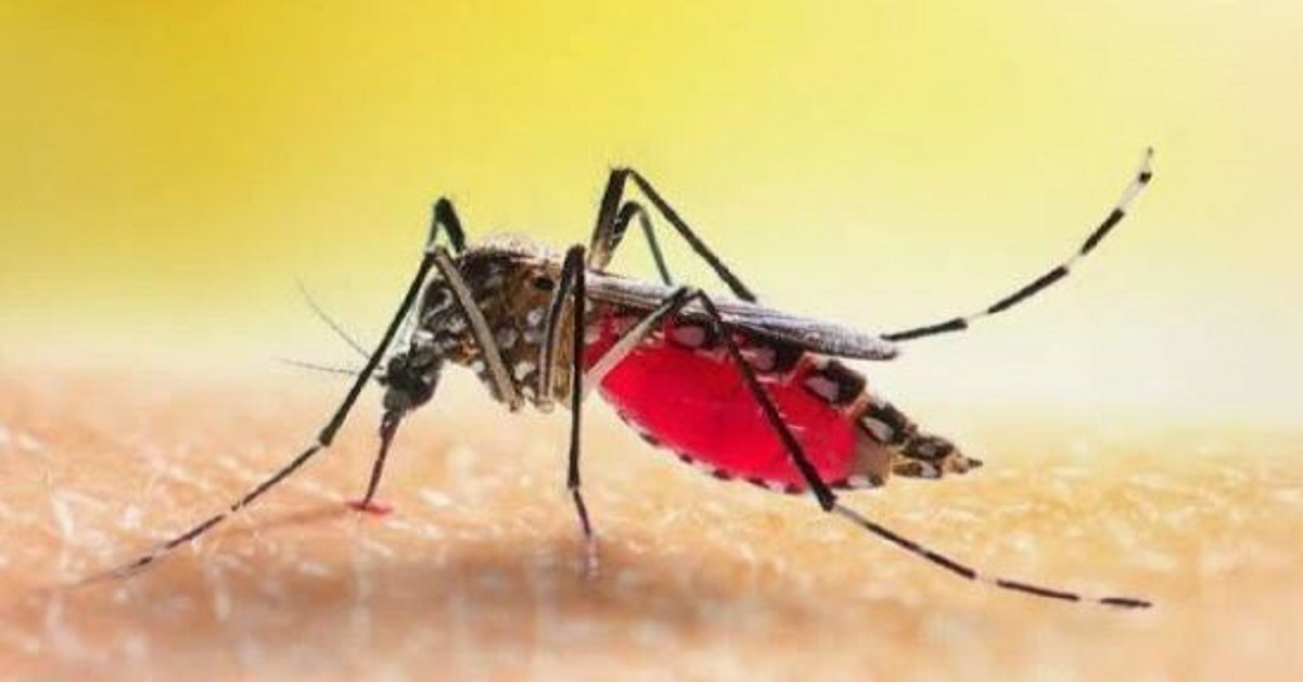 En la foto, un mosquito