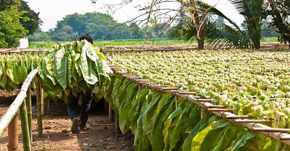En la foto, un campesino recoge tabaco
