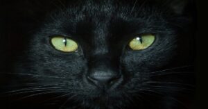 En la foto, un gato negro de ojos verdes