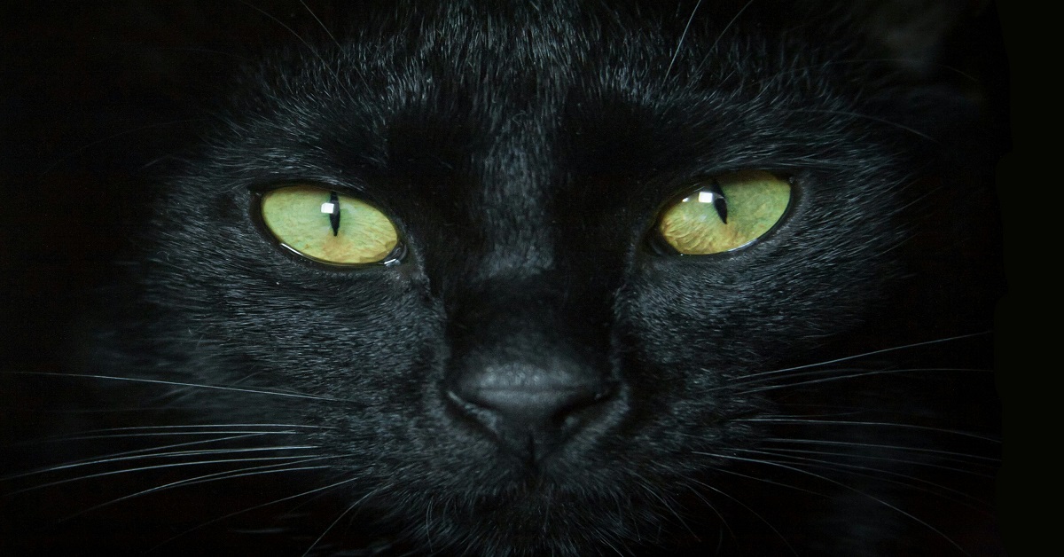 En la foto, un gato negro de ojos verdes
