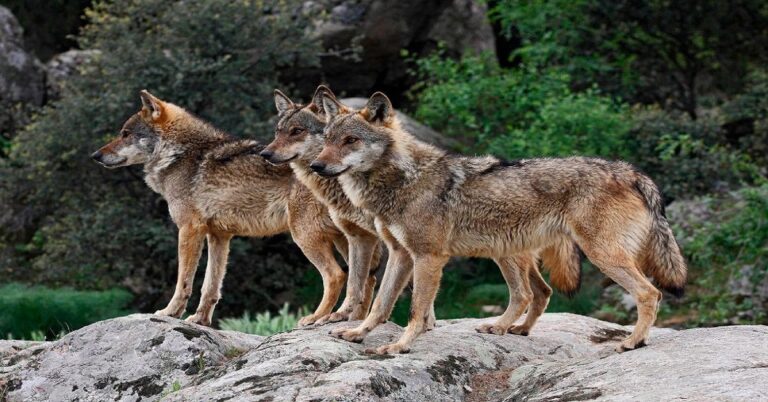 En la foto, lobos en Europa
