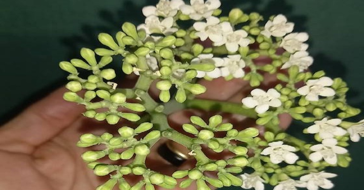 En la foto, un ramillete de pequeñas flores blancas