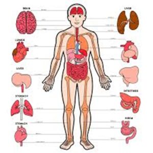 En la foto, un dibujo del organismo humano