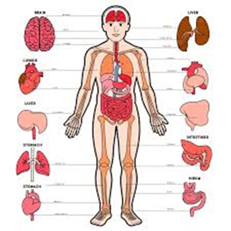 En la foto, un dibujo del organismo humano