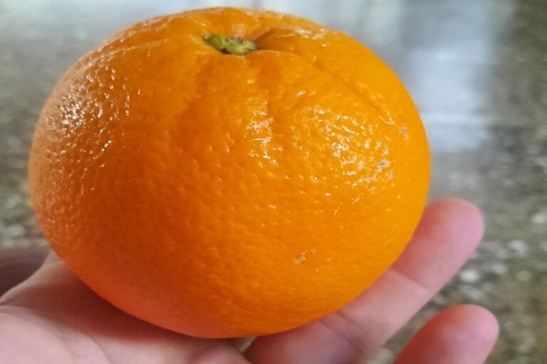 En la foto, una naranja