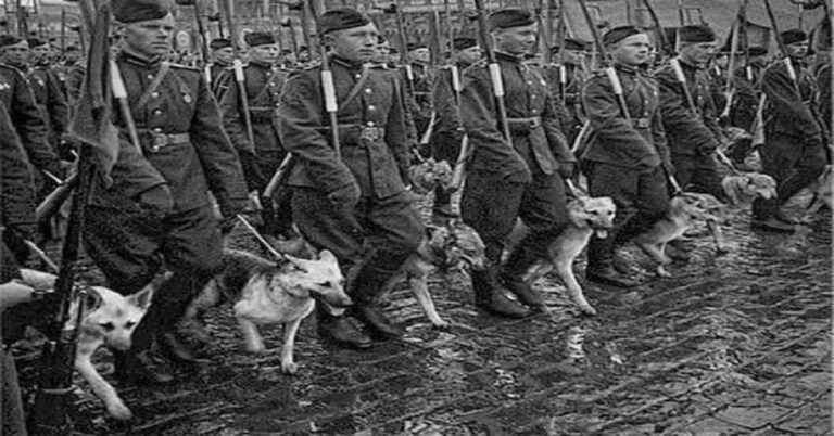 En la foto, perros con las tropas soviéticas en la II Guerra Mundial