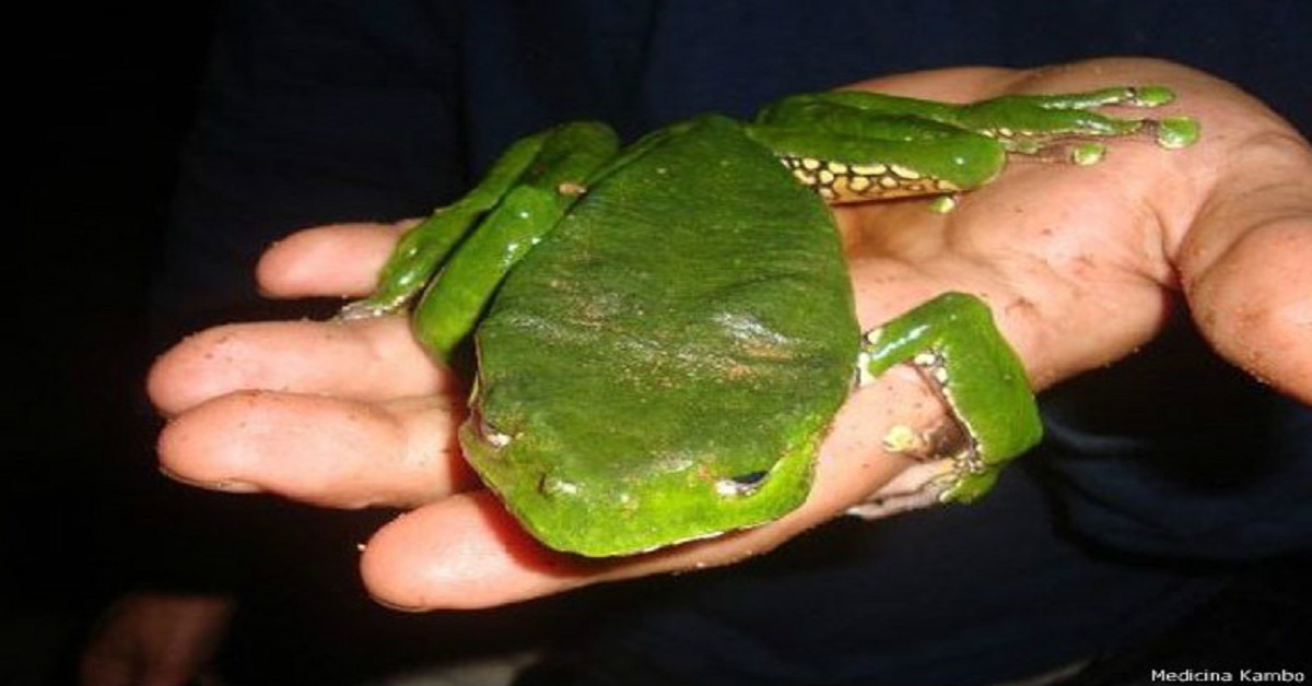 En la foto, un hombre sostiene una rana verde