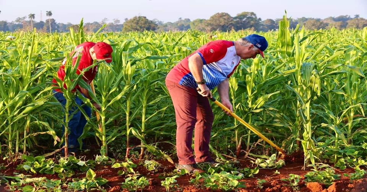 En la foto, el presidente cubano va al campo para la foto