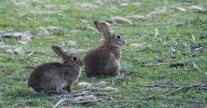 En la foto, dos conejos en Francia