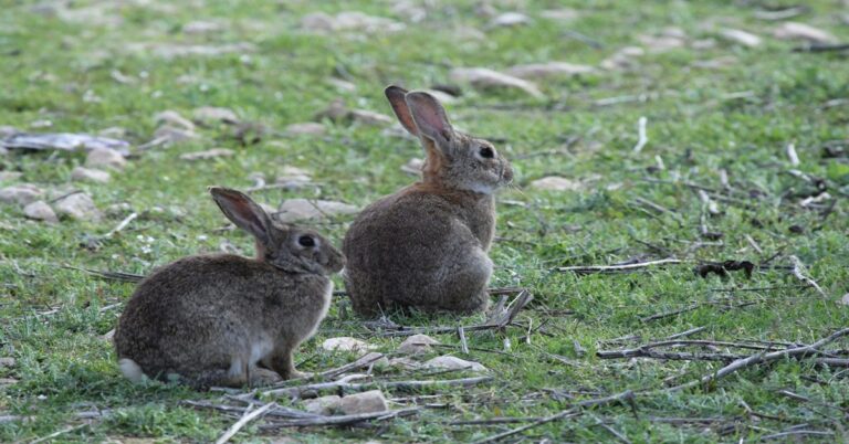 En la foto, dos conejos en Francia