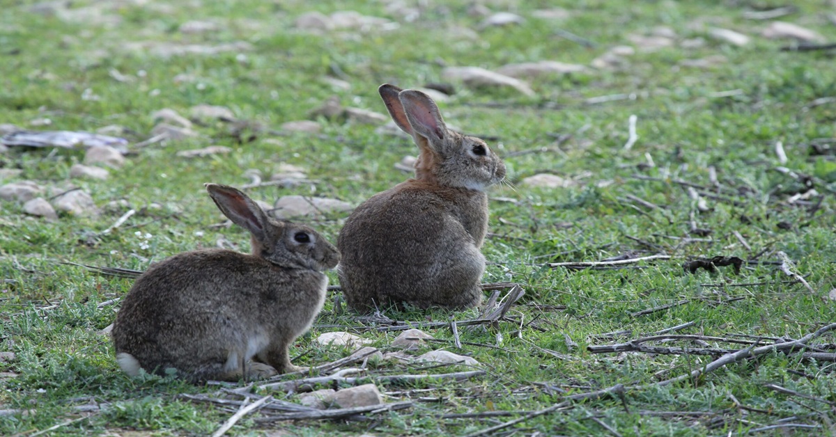 En la foto, dos conejos en Francia