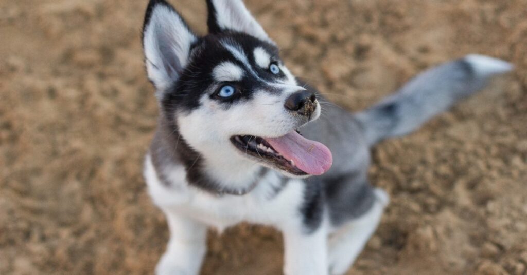 En la foto, un Husky siberiano
