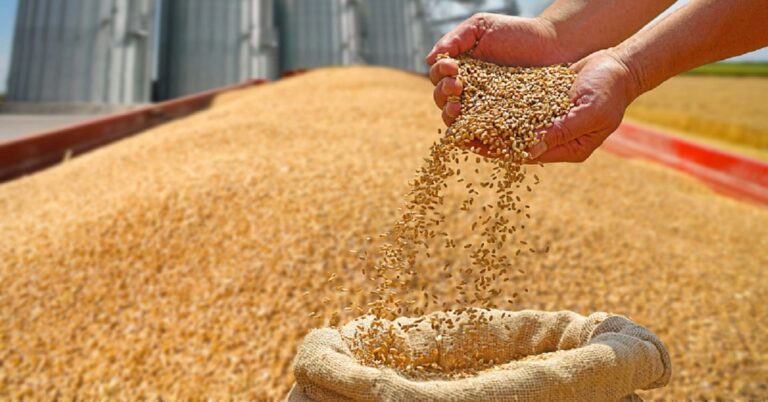 En la foto, un hombre recoge con sus manos trigo de un saco