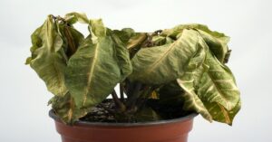 En la foto, una planta seca