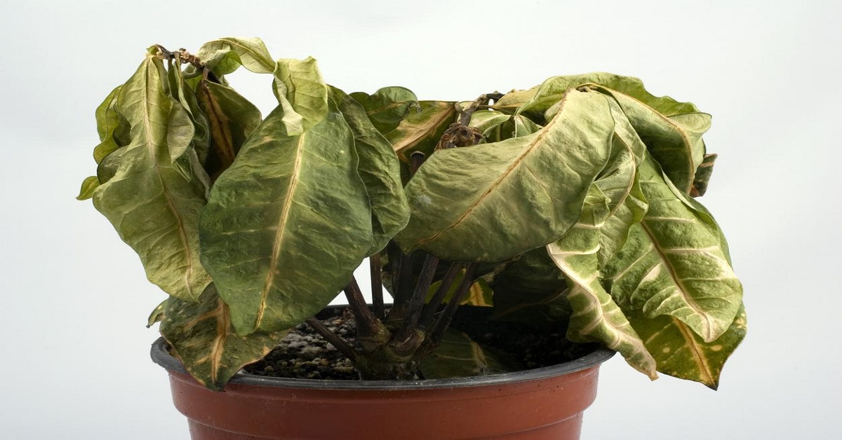 En la foto, una planta seca