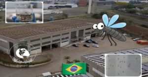 En la foto, fábrica de mosquitos de Sao Paulo