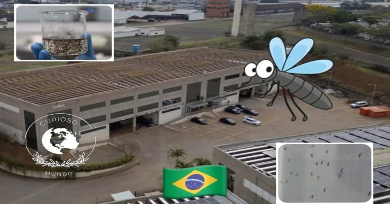 En la foto, fábrica de mosquitos de Sao Paulo
