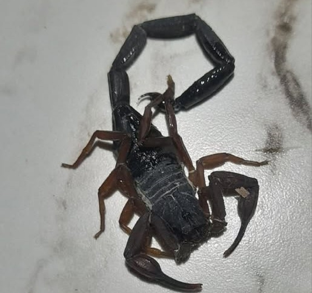 En la foto, un alacrán