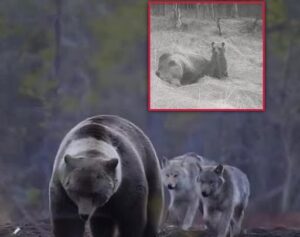 En la foto, el oso con los lobos