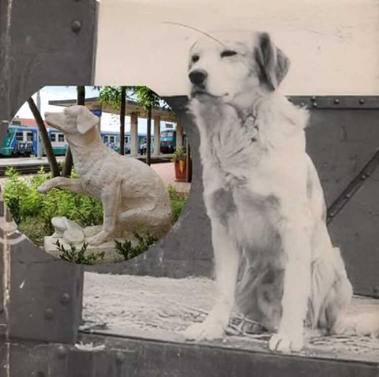 En la foto, Lampo en una foto y en una estatua