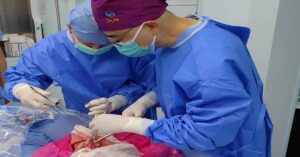 En la foto, médicos trasplantan un hígado de cerdo a una persona