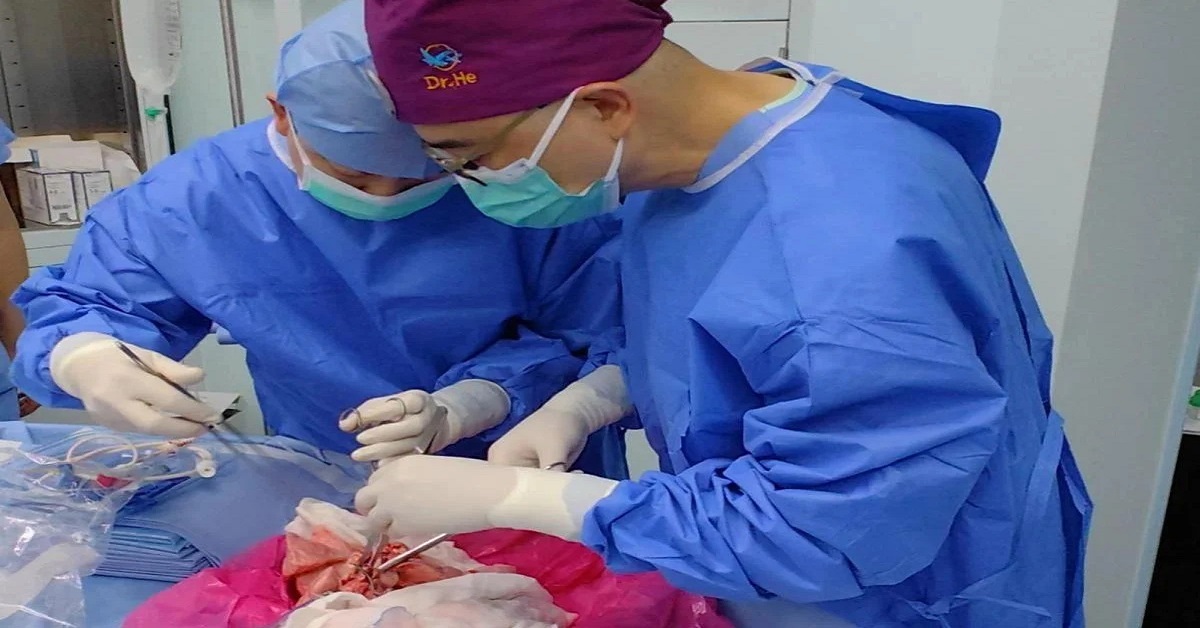 En la foto, médicos trasplantan un hígado de cerdo a una persona