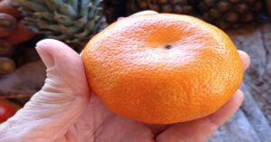 En la foto, una mandarina