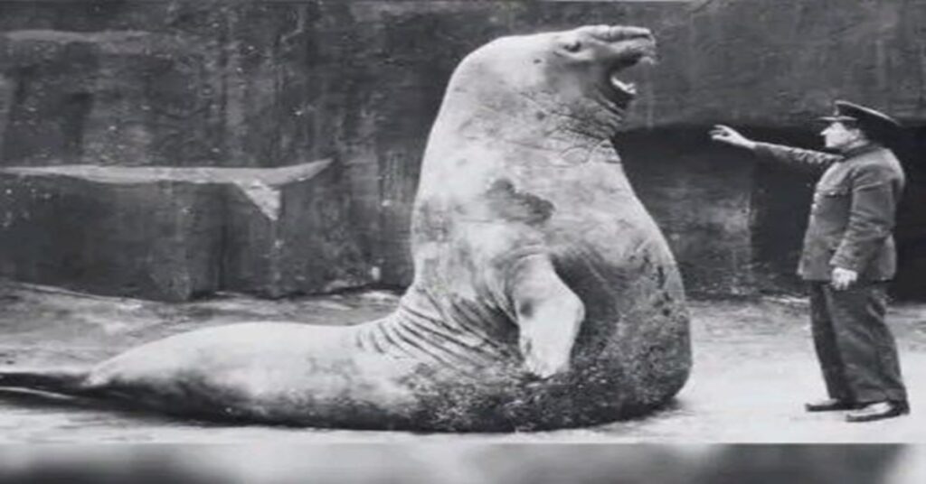 El gigante que despertó ternura en quienes lo miraban con ojos de niño 17 El gigante que despertó ternura en quienes lo miraban con ojos de niño