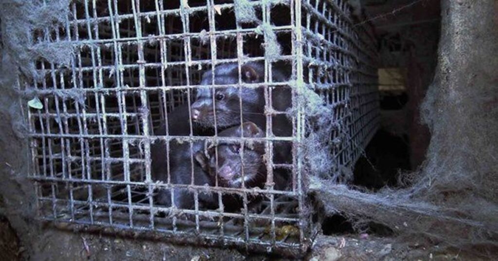 Ninguna moda vale más que una vida 9 Ninguna moda vale más que una vida