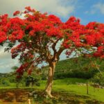 En la foto, un árbol de flamboyán