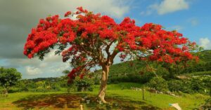 En la foto, un árbol de flamboyán