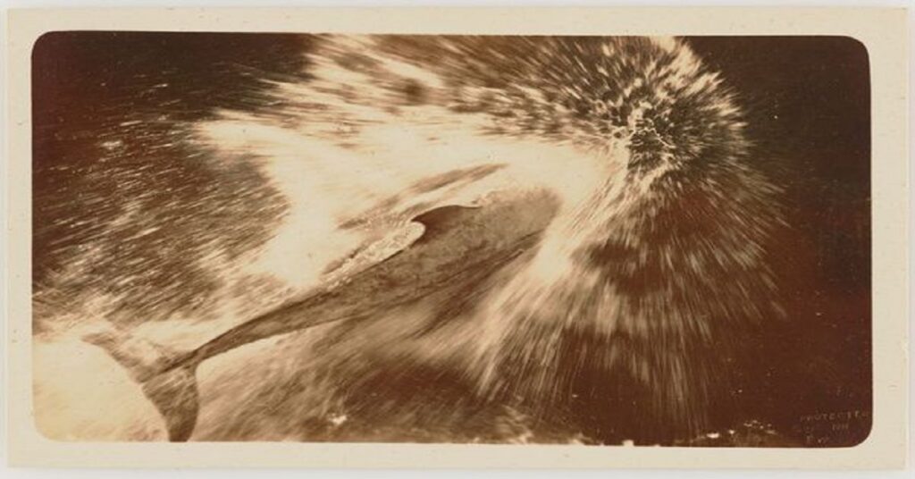 Pelorus Jack: El guardián del estrecho que eligió proteger a los navegantes 5 Pelorus Jack: El guardián del estrecho que eligió proteger a los navegantes