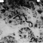 En la foto, la foto de la enigmática serpiente de El Congo