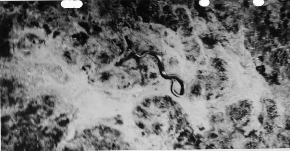 En la foto, la foto de la enigmática serpiente de El Congo