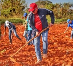 En la foto, Díaz-Canel trabajando con una guataca
