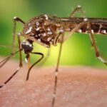 En la foto, un mosquito