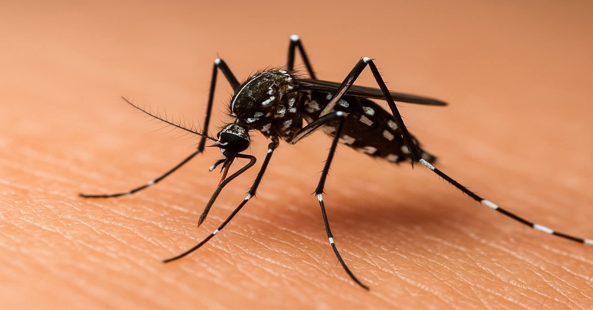 En la foto, un mosquito